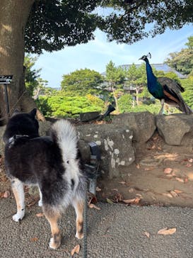 伊豆シャボテン動物公園に投稿された画像（2025/8/22）