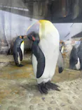 仙台うみの杜水族館に投稿された画像（2025/8/23）