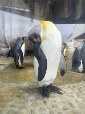 仙台うみの杜水族館に投稿された画像（2025/8/22）