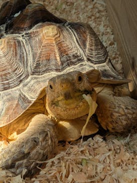 いきもの探検隊上尾に投稿された画像（2025/8/22）