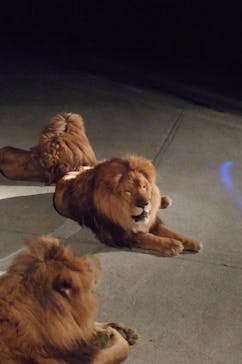 群馬サファリパークに投稿された画像（2025/8/22）