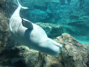 名古屋港水族館に投稿された画像（2025/8/23）
