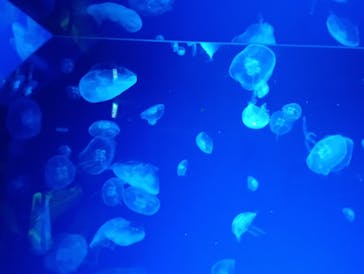 名古屋港水族館に投稿された画像（2025/8/23）