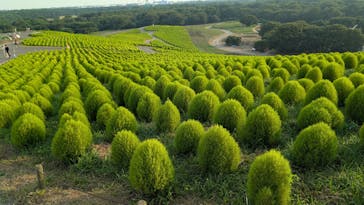 国営ひたち海浜公園プレジャーガーデンに投稿された画像（2025/8/23）