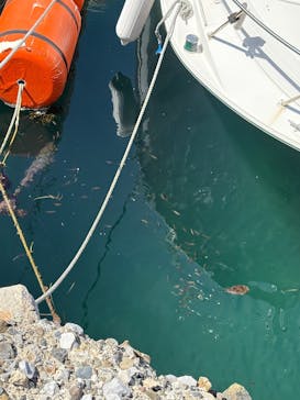 SeafariJapanに投稿された画像（2025/8/23）