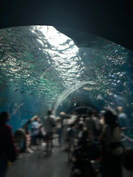 マクセル アクアパーク品川に投稿された画像（2025/8/23）