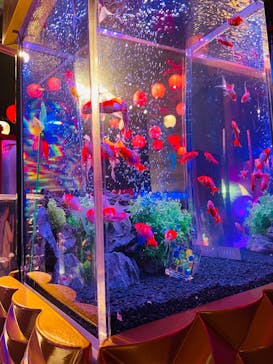 錦鯉・金魚アクアリウム in ときメッセに投稿された画像（2025/8/23）