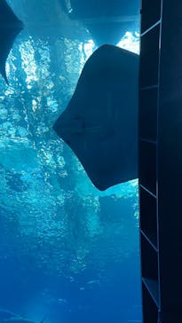 沖縄美ら海水族館に投稿された画像（2025/8/23）