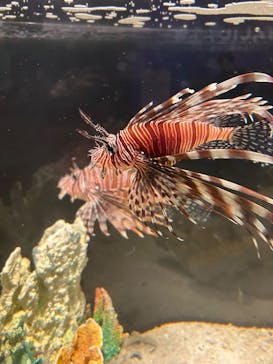 世界淡水魚園水族館　アクア・トトぎふに投稿された画像（2025/8/23）