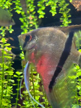 世界淡水魚園水族館　アクア・トトぎふに投稿された画像（2025/8/23）