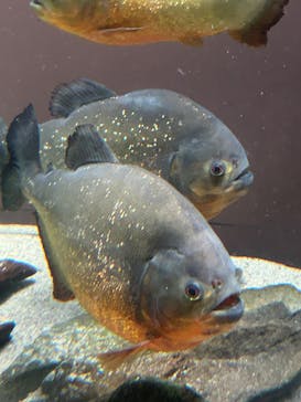 世界淡水魚園水族館　アクア・トトぎふに投稿された画像（2025/8/23）