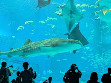 沖縄美ら海水族館に投稿された画像（2025/8/23）