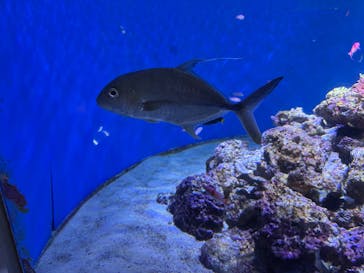 伊豆・三津シーパラダイスに投稿された画像（2025/8/23）