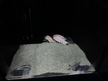 伊豆・三津シーパラダイスに投稿された画像（2025/8/23）