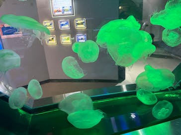 伊豆・三津シーパラダイスに投稿された画像（2025/8/23）