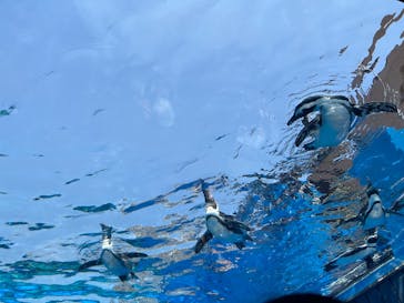 サンシャイン水族館に投稿された画像（2025/8/23）