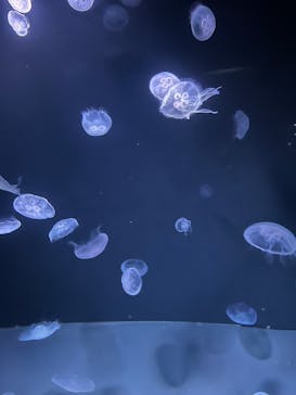 サンシャイン水族館に投稿された画像（2025/8/23）