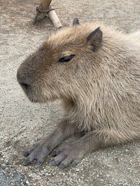 那須どうぶつ王国に投稿された画像（2025/8/23）