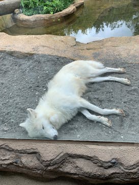 那須どうぶつ王国に投稿された画像（2025/8/23）