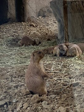 那須どうぶつ王国に投稿された画像（2025/8/23）