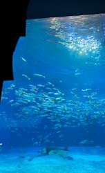 青の洞窟専門店 ブルーオーシャンに投稿された画像（2025/8/23）