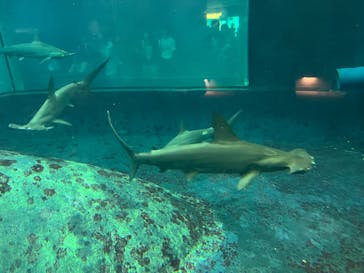 葛西臨海水族園に投稿された画像（2025/8/23）