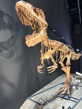 福井県立恐竜博物館に投稿された画像（2025/8/23）