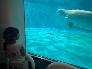 島根県立 しまね海洋館に投稿された画像（2025/8/23）