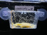幼魚水族館に投稿された画像（2025/8/23）
