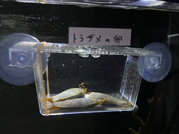 幼魚水族館に投稿された画像（2025/8/23）