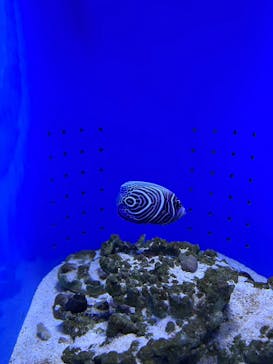 幼魚水族館に投稿された画像（2025/8/23）