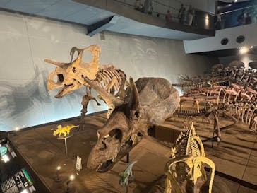 福井県立恐竜博物館に投稿された画像（2025/8/23）