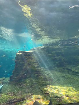 上越市立水族博物館 うみがたりに投稿された画像（2025/8/23）
