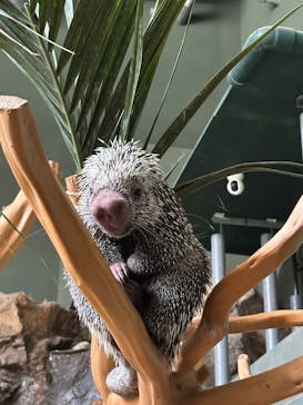 カワスイ 川崎⽔族館に投稿された画像（2025/8/23）