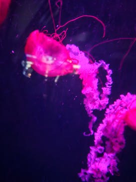 京都水族館に投稿された画像（2025/8/23）