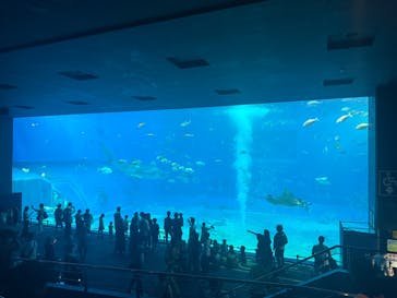 沖縄美ら海水族館に投稿された画像（2025/8/23）