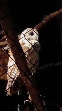 東京動物園協会_多摩動物公園に投稿された画像（2025/8/23）