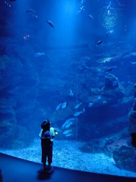 京都水族館に投稿された画像（2025/8/23）