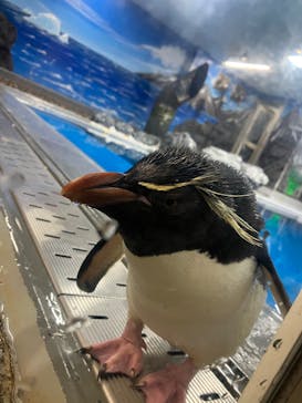 越前松島水族館に投稿された画像（2025/8/23）