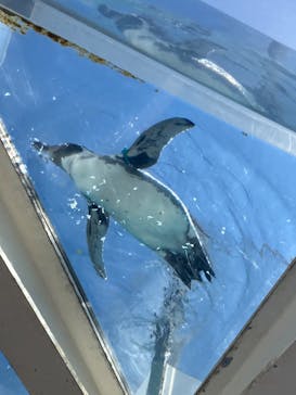越前松島水族館に投稿された画像（2025/8/23）