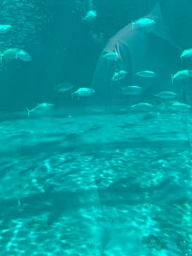 環境水族館アクアマリンふくしまに投稿された画像（2025/8/23）