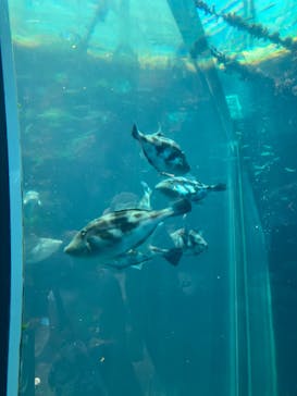 環境水族館アクアマリンふくしまに投稿された画像（2025/8/23）