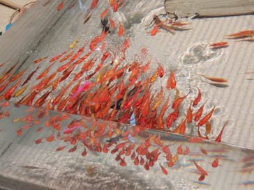 あべのハルカス美術館に投稿された画像（2025/8/23）