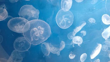 葛西臨海水族園に投稿された画像（2025/8/23）