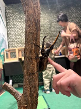体感するファーブル昆虫展in横浜赤レンガ倉庫に投稿された画像（2025/8/23）
