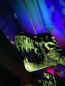 Ｂｏｎｅｓ２　ほねほね運動会　～はしる！とぶ！つかむ！～（いのちのたび博物館）に投稿された画像（2025/8/23）