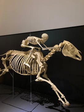 Ｂｏｎｅｓ２　ほねほね運動会　～はしる！とぶ！つかむ！～（いのちのたび博物館）に投稿された画像（2025/8/23）