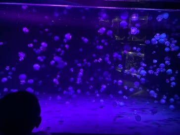 京都水族館に投稿された画像（2025/8/23）