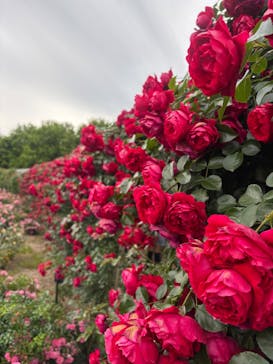 ぎふワールド・ローズガーデンに投稿された画像（2025/8/23）