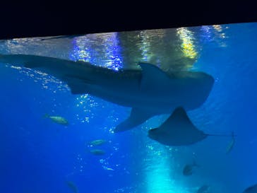 沖縄美ら海水族館に投稿された画像（2025/8/23）